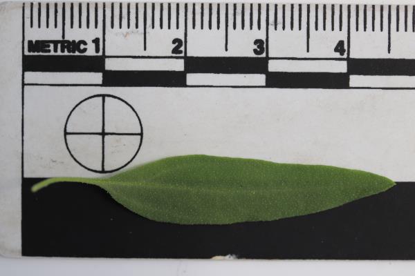LEAF